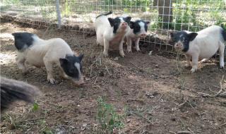 养殖100只小香猪需要多少成本 小香猪多少钱一只